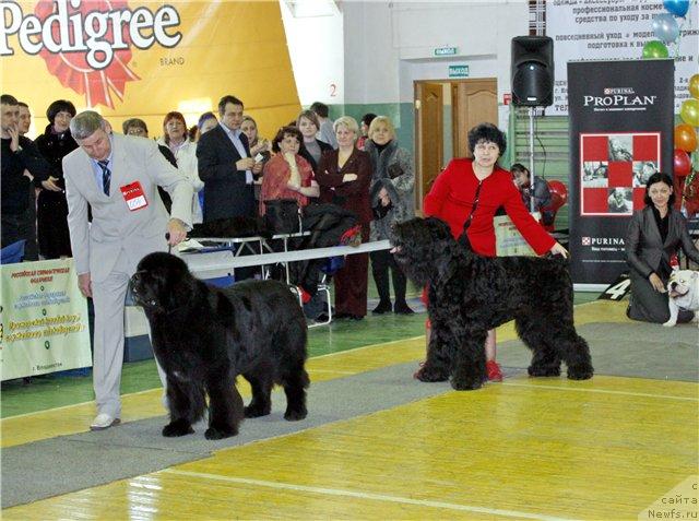 Фото: ньюфаундленд Ego Vysochestvo ot Sibirskogo Medvedja (Его Высочество от Сибирского Медведя)