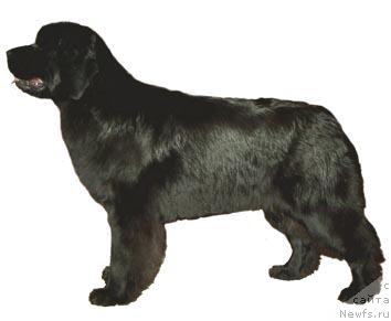 Фото: ньюфаундленд Shemahanskaya Tsaritsa (Шемаханская Царица)