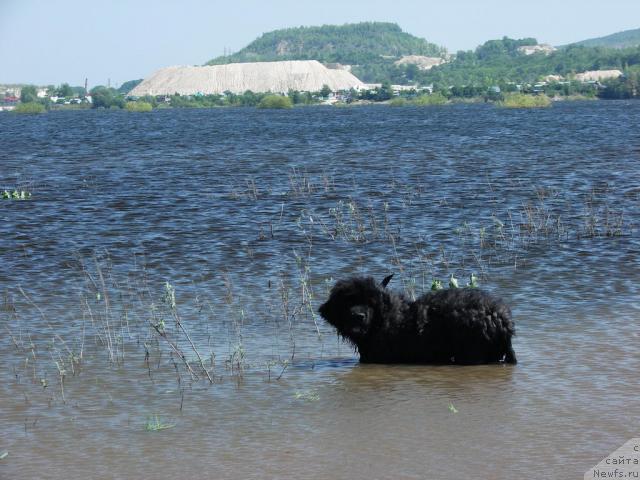 Фото: ньюфаундленд Ygan s Toyanova Gorodka (Юган с Тоянова Городка)