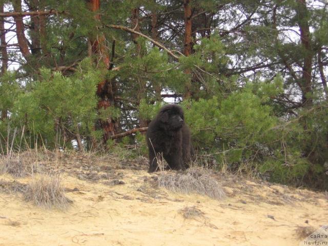 Фото: ньюфаундленд Imperial Mister Newf (Империал Мистер Ньюф)