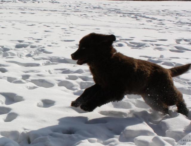 Фото: ньюфаундленд Chernyi Sharm Angel'skaya Krasota (Черный Шарм Ангельская Красота)