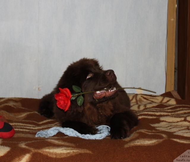 Фото: ньюфаундленд Chernyi Sharm Angel'skaya Krasota (Черный Шарм Ангельская Красота)