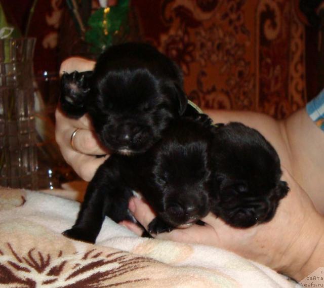 Фото: ньюфаундленд Shemahanskaya Tsaritsa (Шемаханская Царица)