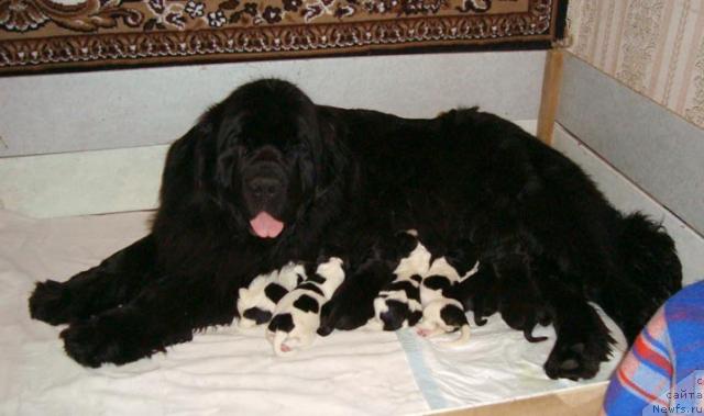 Фото: ньюфаундленд Indiana Dzhuna iz Tihogo Omuta (Индиана Джуна из Тихого Омута)