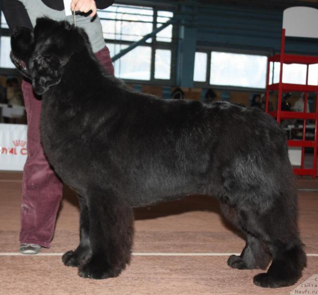 Фото: ньюфаундленд Akvatoriya Kelvin Zaskiya (Акватория Келвин Заския)