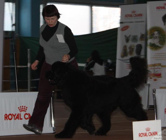 Фото: ньюфаундленд Akvatoriya Kelvin Zaskiya (Акватория Келвин Заския), Tat'yana Abutova (Татьяна Абутова)