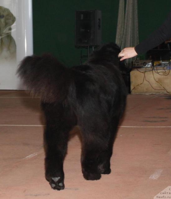 Фото: ньюфаундленд Akvatoriya Kelvin Zaskiya (Акватория Келвин Заския)