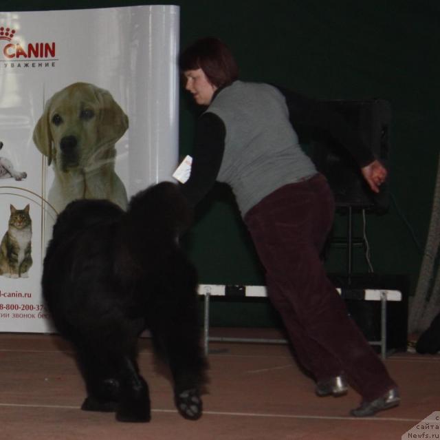 Фото: ньюфаундленд Akvatoriya Kelvin Zaskiya (Акватория Келвин Заския)