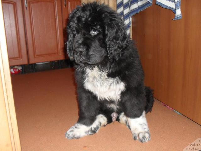 Фото: ньюфаундленд Pchyolkin Dom Grand Gerkules (Пчёлкин Дом Гранд Геркулес)