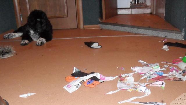 Фото: ньюфаундленд Pchyolkin Dom Grand Gerkules (Пчёлкин Дом Гранд Геркулес)