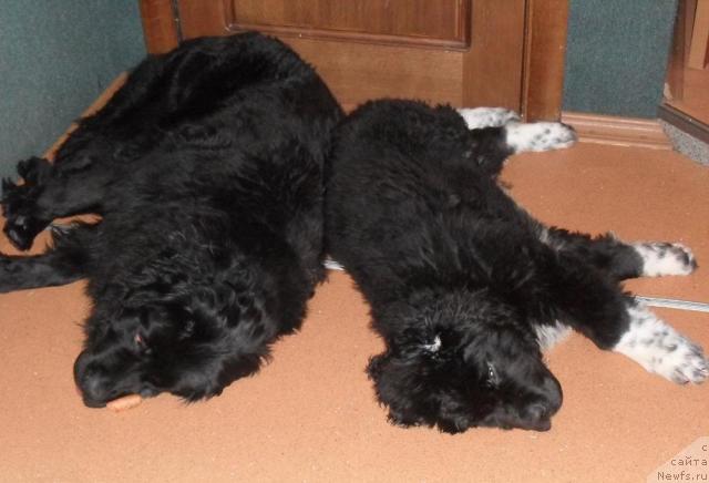 Фото: ньюфаундленд Lyubov' Zemnaya (Любовь Земная), ньюфаундленд Pchyolkin Dom Grand Gerkules (Пчёлкин Дом Гранд Геркулес)