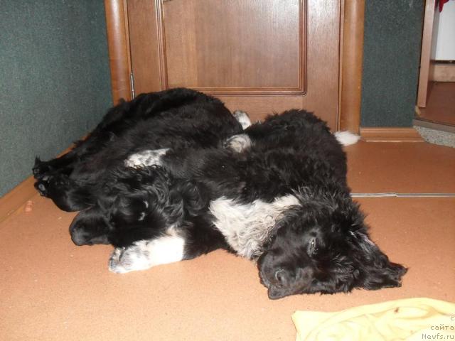 Фото: ньюфаундленд Lyubov' Zemnaya (Любовь Земная), ньюфаундленд Pchyolkin Dom Grand Gerkules (Пчёлкин Дом Гранд Геркулес)