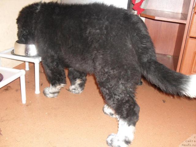 Фото: ньюфаундленд Pchyolkin Dom Grand Gerkules (Пчёлкин Дом Гранд Геркулес)