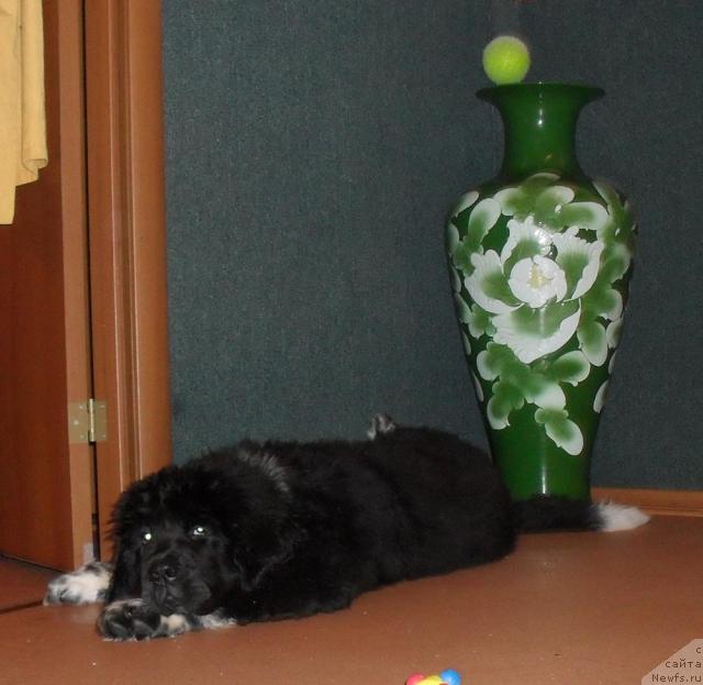 Фото: ньюфаундленд Pchyolkin Dom Grand Gerkules (Пчёлкин Дом Гранд Геркулес)