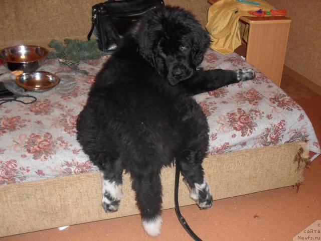 Фото: ньюфаундленд Pchyolkin Dom Grand Gerkules (Пчёлкин Дом Гранд Геркулес)