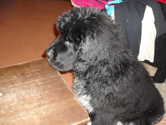 Фото: ньюфаундленд Pchyolkin Dom Grand Gerkules (Пчёлкин Дом Гранд Геркулес)