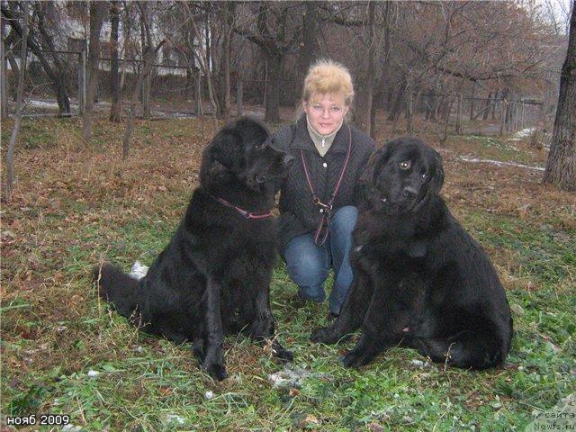 Фото: ньюфаундленд Jenev'ev Garni Ledyen (Женевьев Гарни Ледэн), ньюфаундленд Keeper Soul Esaul (Кипер Соул Есаул)