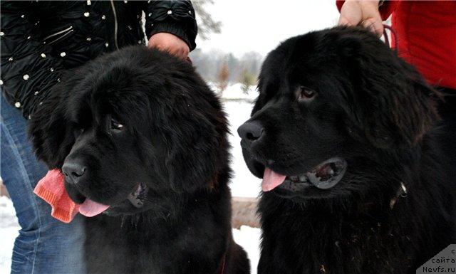 Фото: ньюфаундленд Love Story iz Tihogo Omuta (Лав Стори из Тихого Омута), ньюфаундленд Keeper Soul Esaul (Кипер Соул Есаул)