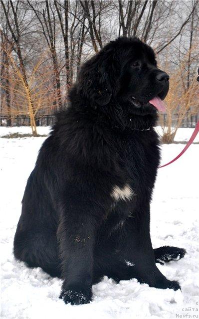 Фото: ньюфаундленд Love Story iz Tihogo Omuta (Лав Стори из Тихого Омута)