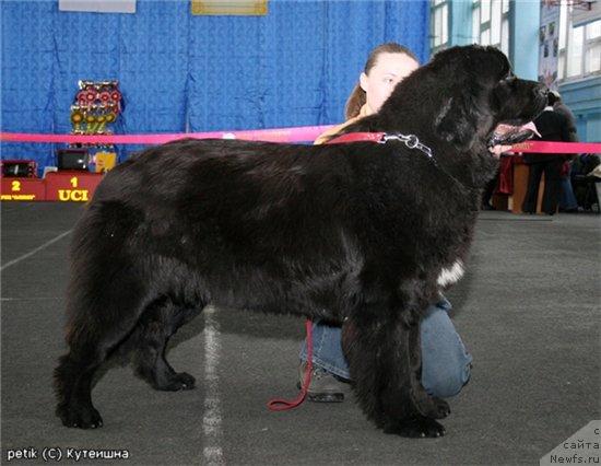 Фото: ньюфаундленд Love Story iz Tihogo Omuta (Лав Стори из Тихого Омута)