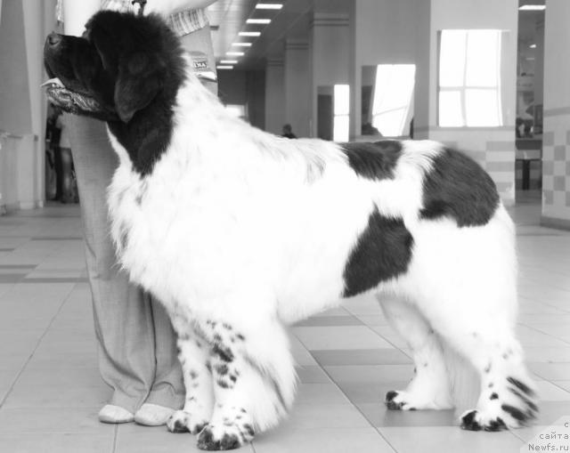 Фото: ньюфаундленд Keeper Soul Dar Moego Serdtsa Daniel (Кипер Соул Дар Моего Сердца Даниель)