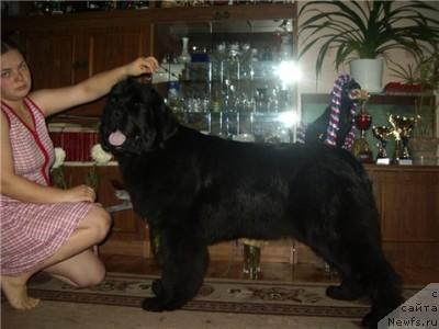 Фото: ньюфаундленд Indiana Dzhuna iz Tihogo Omuta (Индиана Джуна из Тихого Омута)