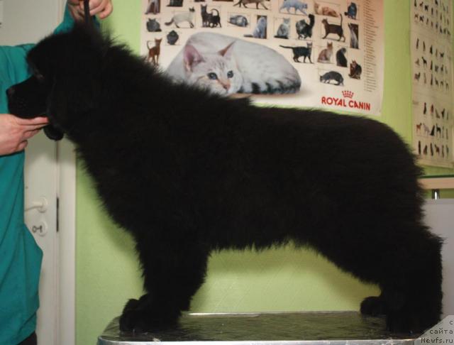 Фото: ньюфаундленд Akvatoriya Kelvin Kasperskiy (Акватория Келвин Касперский)