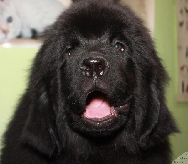 Фото: ньюфаундленд Akvatoriya Kelvin Kasperskiy (Акватория Келвин Касперский)