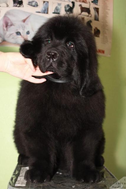 Фото: ньюфаундленд Akvatoriya Kelvin Kasperskiy (Акватория Келвин Касперский)