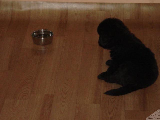 Фото: ньюфаундленд Geralis CHiroki Velikiy Vojd' (Гералис Чироки Великий Вождь)