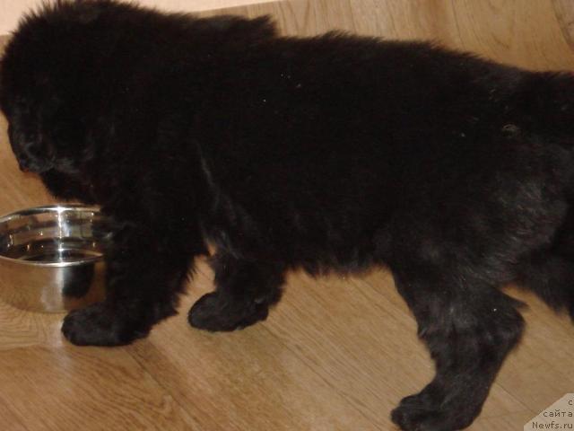 Фото: ньюфаундленд Geralis CHiroki Velikiy Vojd' (Гералис Чироки Великий Вождь)