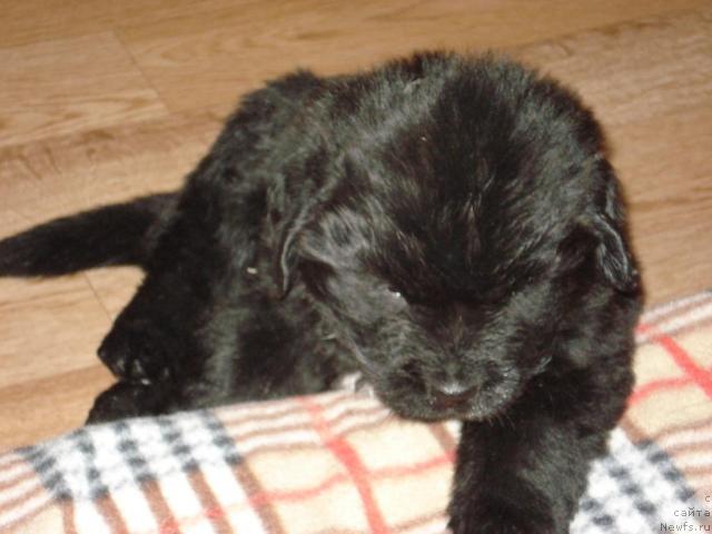 Фото: ньюфаундленд Geralis CHiroki Velikiy Vojd' (Гералис Чироки Великий Вождь)