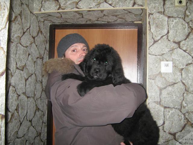 Фото: Andrey Koshkid'ko (Андрей Кошкидько), ньюфаундленд YUnona (Юнона)