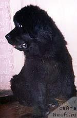 Фото: ньюфаундленд Smigar Jaroslav (Смигар Ярослав)