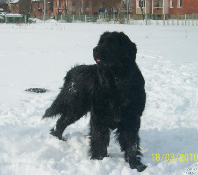 Фото: ньюфаундленд Jozefina Ledi Prekrasnaya (Жозефина Леди Прекрасная)