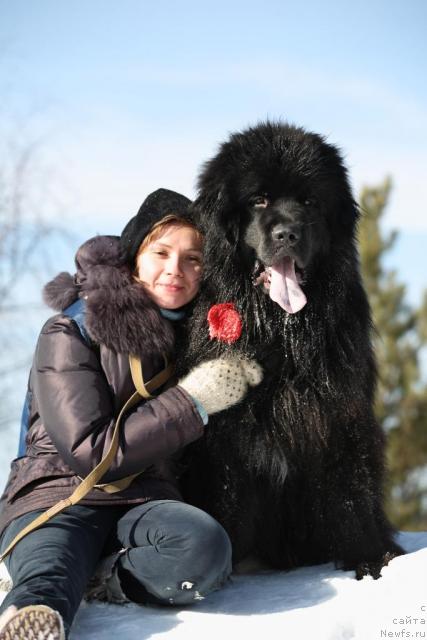 Фото: ньюфаундленд Kapitan N'yufort (Капитан Ньюфорт), Irina Verovenko (Ирина Веровенко)