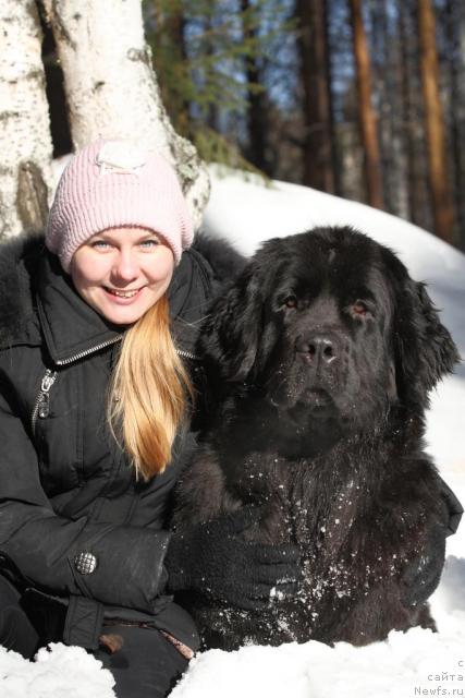 Фото: ньюфаундленд Amazonka YEmi CHardishik (Амазонка Эми Чардишик), Anastasiya Loskutova (Анастасия Лоскутова)