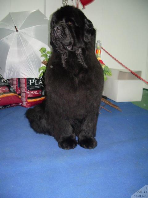 Фотография № 39423