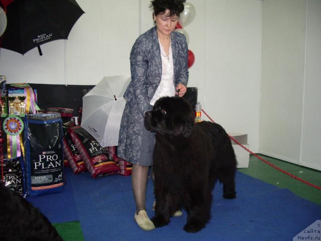 Фото: ньюфаундленд Super Premium Demi Mur (Супер Премиум Деми Мур), Elena Zaharova (Елена Захарова)