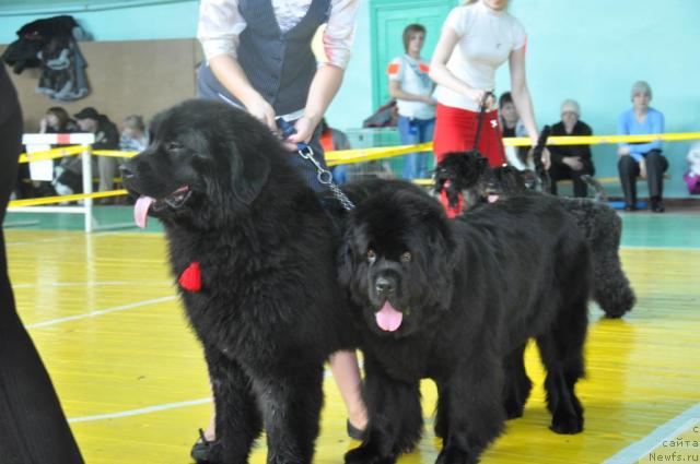 Фото: ньюфаундленд Londonskiy Dendi (Лондонский Денди), ньюфаундленд Ottava (Оттава)
