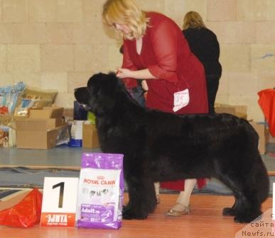 Фото: ньюфаундленд Sent Djons Zanna D'Ark (Сент Джонс Жанна Д'Арк)