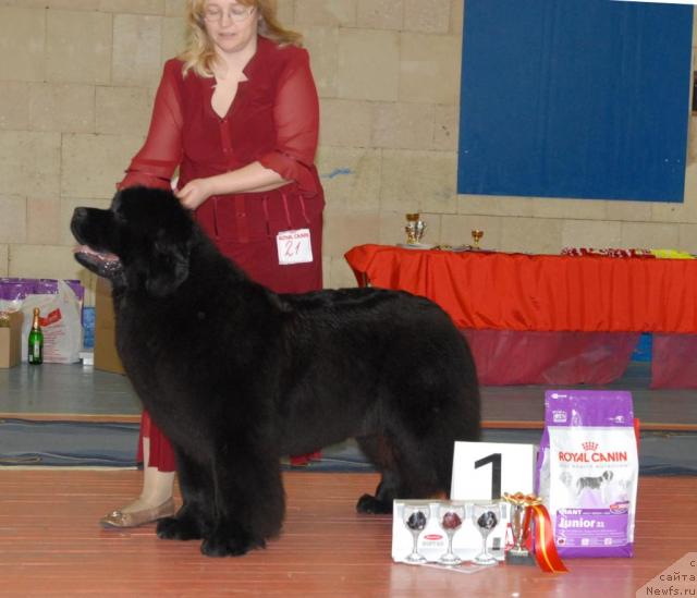 Фото: ньюфаундленд Sent Djons Romance of Love (Сент Джонс Романсе оф Лав)