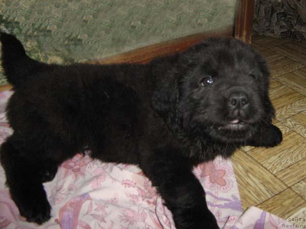 Фото: ньюфаундленд Chardash Morskoy Medved (Чардаш Морской Медведь)