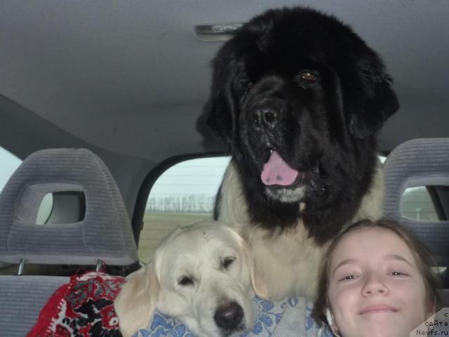 Фото: ньюфаундленд Nahodka Dlya Dushi s Berega Dona (Находка Для Души с Берега Дона)