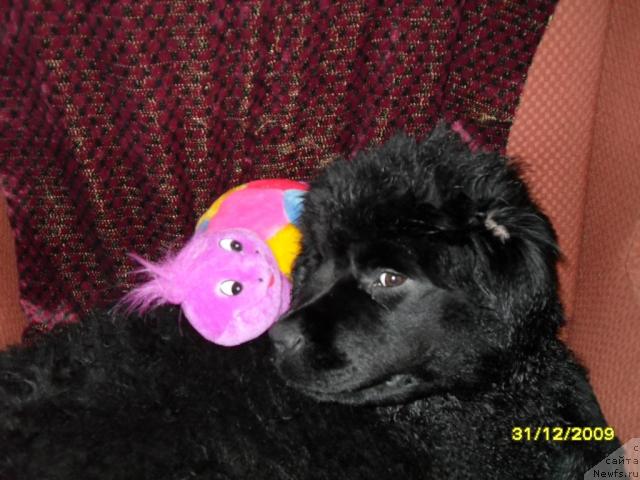 Фото: ньюфаундленд Toptyijka Diadema iz CHernogo Jemchuga (Топтыжка Диадема из Черного Жемчуга)