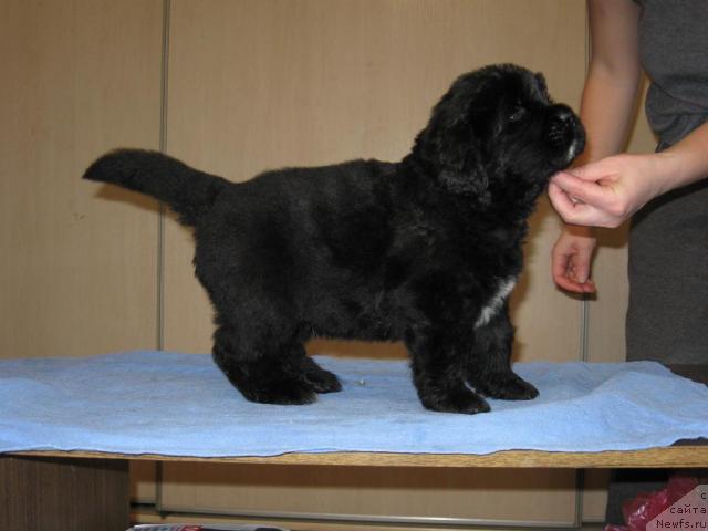 Фото: ньюфаундленд Majestic Goodsoul Nefertari (Мэджестик Гудсоул Нефертари)