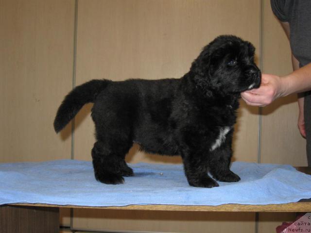 Фото: ньюфаундленд Majestic Goodsoul Nefertari (Мэджестик Гудсоул Нефертари)