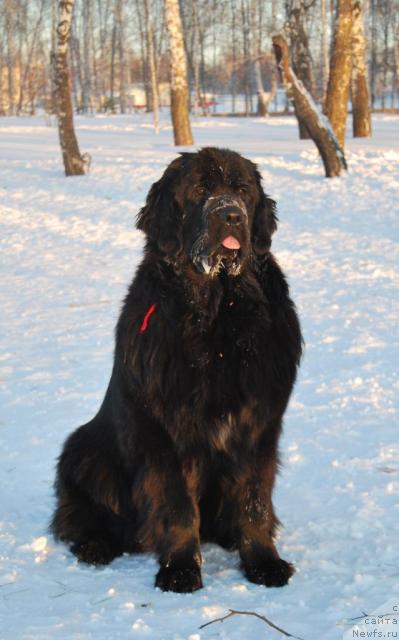Фото: ньюфаундленд Formula Lyubvi ot Sibirskogo Medvedya (Формула Любви от Сибирского Медведя)
