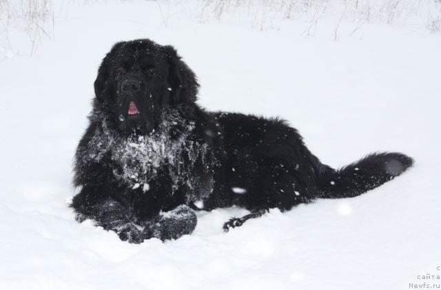 Фото: ньюфаундленд Pchiolkin Dom Vostorg Dushi (Пчёлкин Дом Восторг Души)