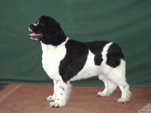 Фотография № 39488